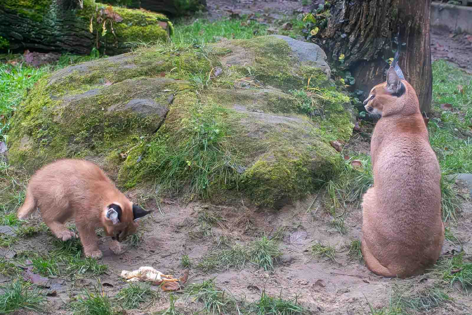 Mládě karakala v ostravské ZOO