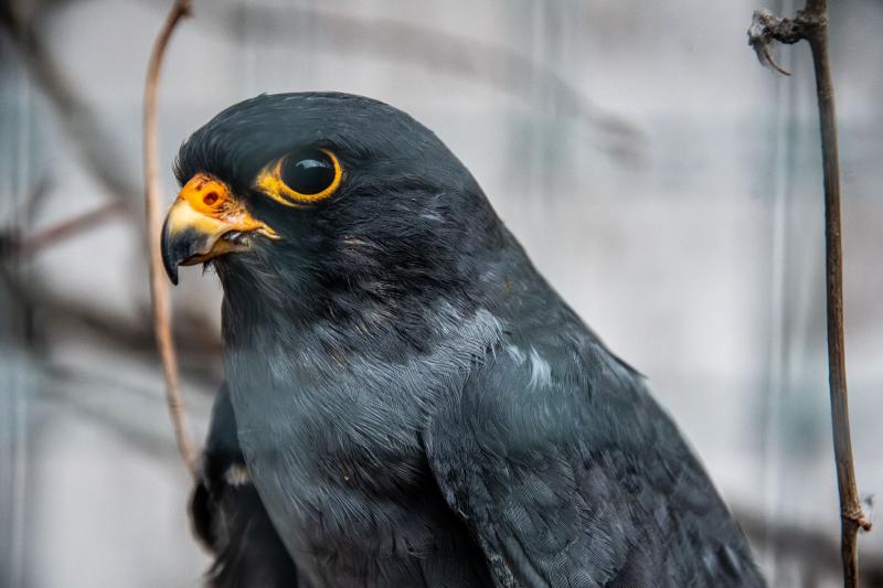 Dům přírody Poodří a Záchranná stanice Bartošovice